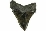 Serrated, Fossil Megalodon Tooth - South Carolina #212947-1